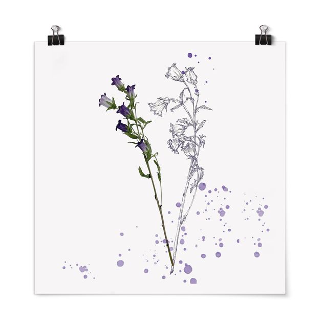Flower print Botanical Watercolour - Bellflower