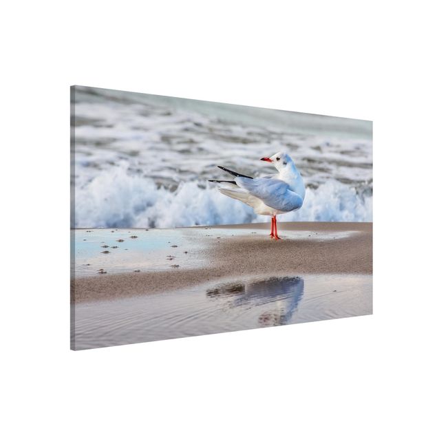 Kitchen Seagull On The Beach In Front Of The Sea