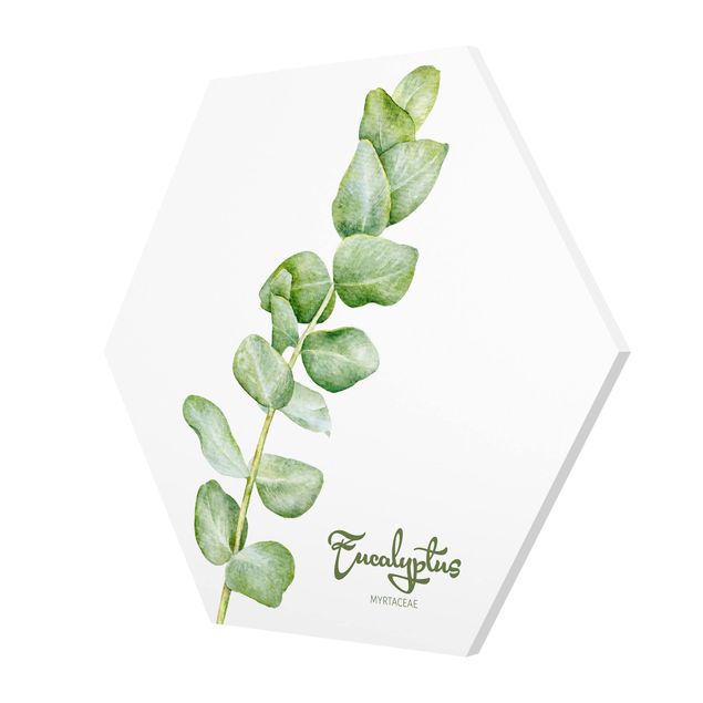 Prints Watercolour Botany Eucalyptus