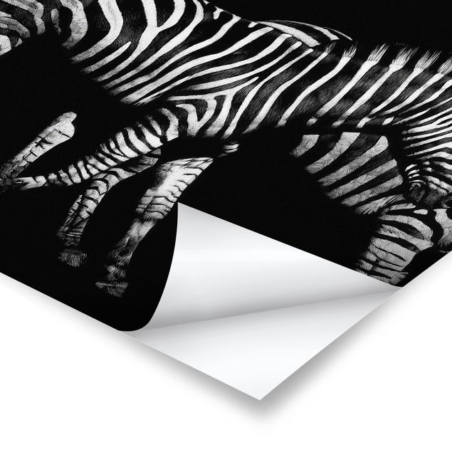 Prints black and white Zebra In The Dark