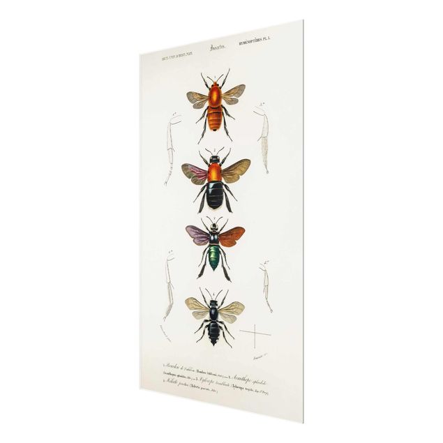 Prints Vintage Board Insects