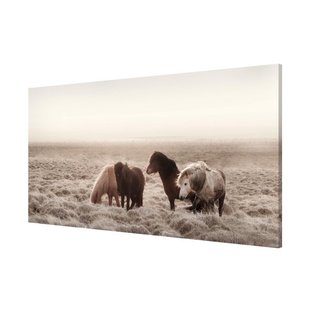 Magnet boards animals Wild Icelandic Horse