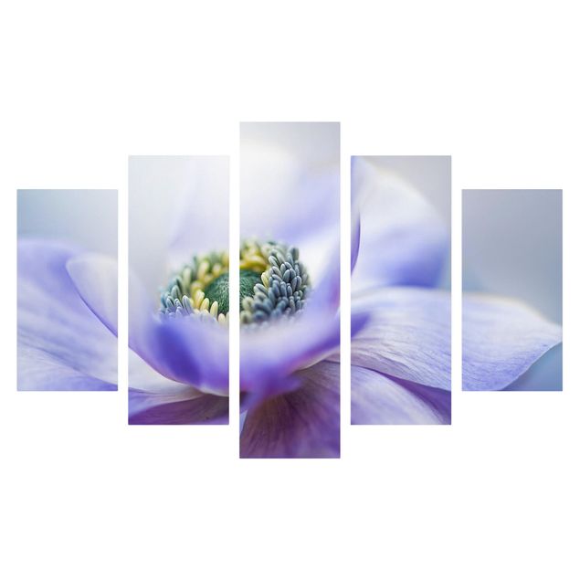 Floral picture Anemone De Caen
