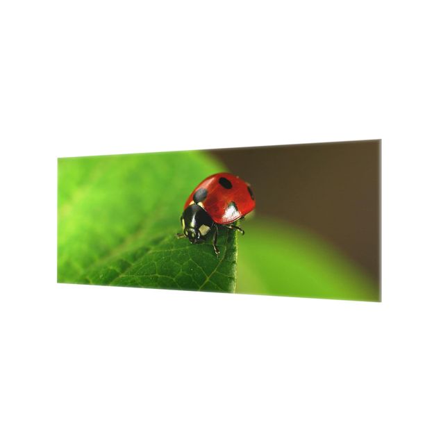 Glass Splashback - Ladybird - Panoramic