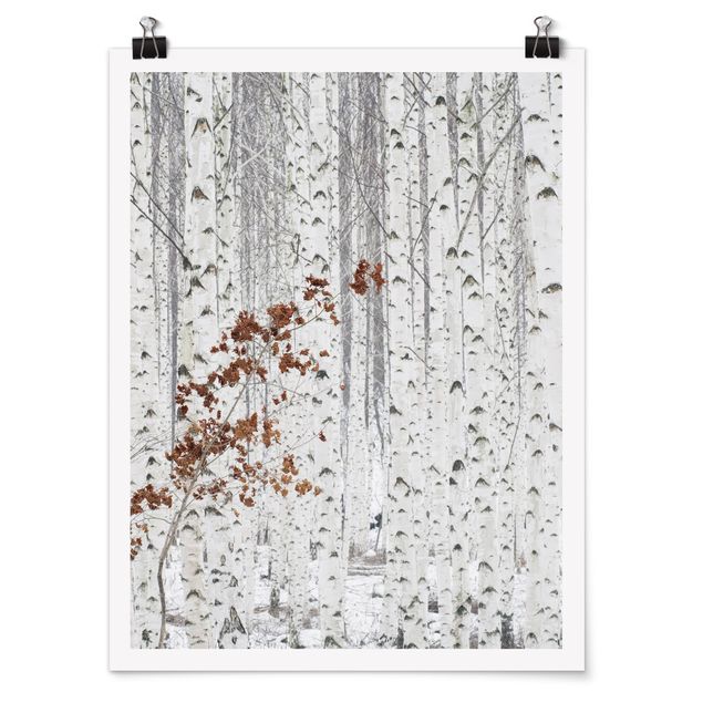 Poster black white Birch Trees In Autumn