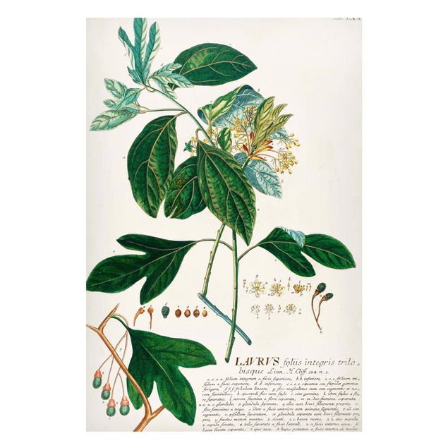 Magnet boards flower Vintage Botanical Illustration Laurel