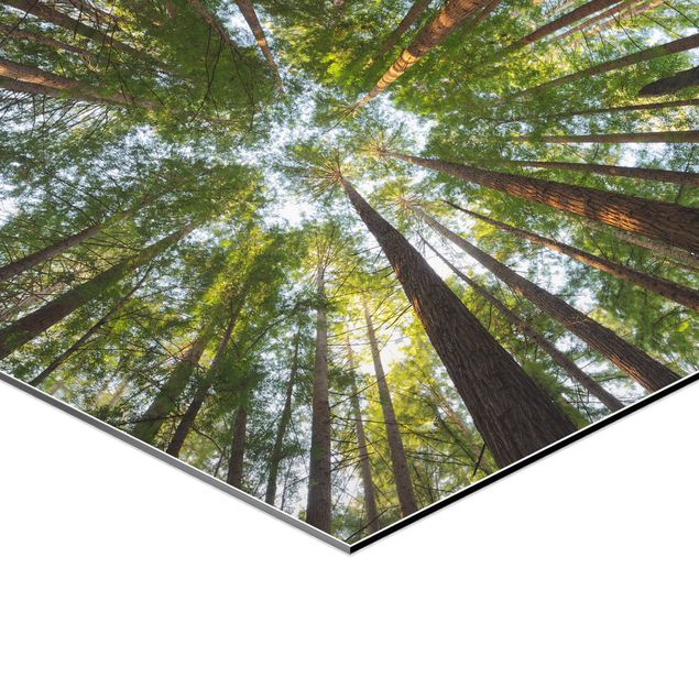 Rainer Mirau Sequoia Tree Tops