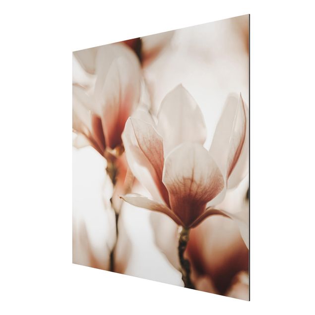 Floral prints Delicate Magnolia Flowers In An Interplay Of Light And Shadows