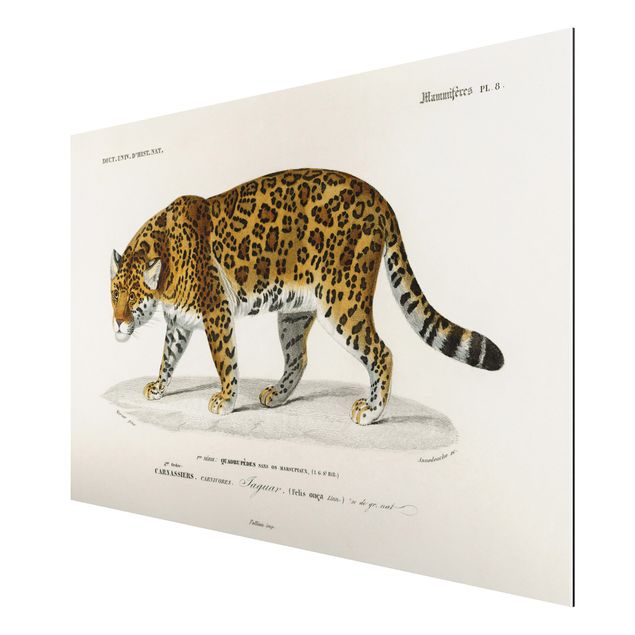 Cat prints Vintage Board Jaguar