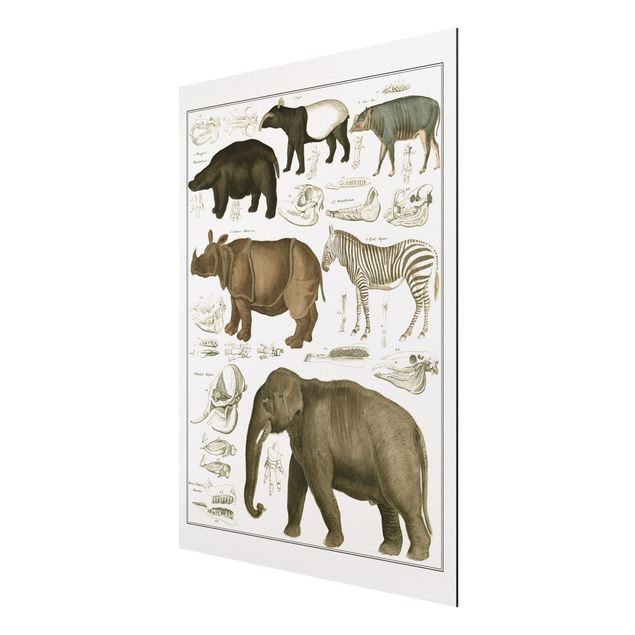 Zebra wall print Vintage Board Elephant, Zebra And Rhino