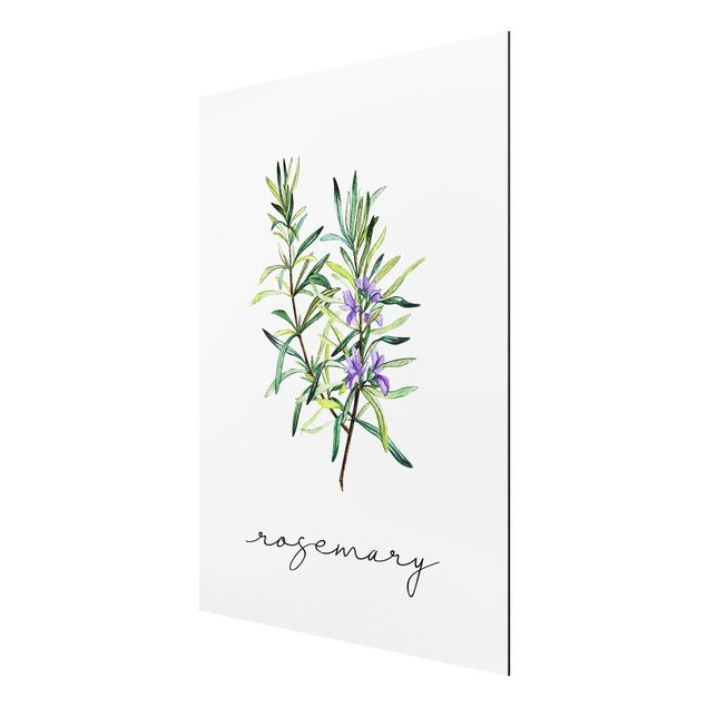 Floral picture Herbs Illustration Rosemary