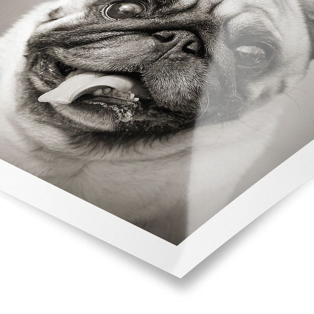 Poster black white Funny Pug