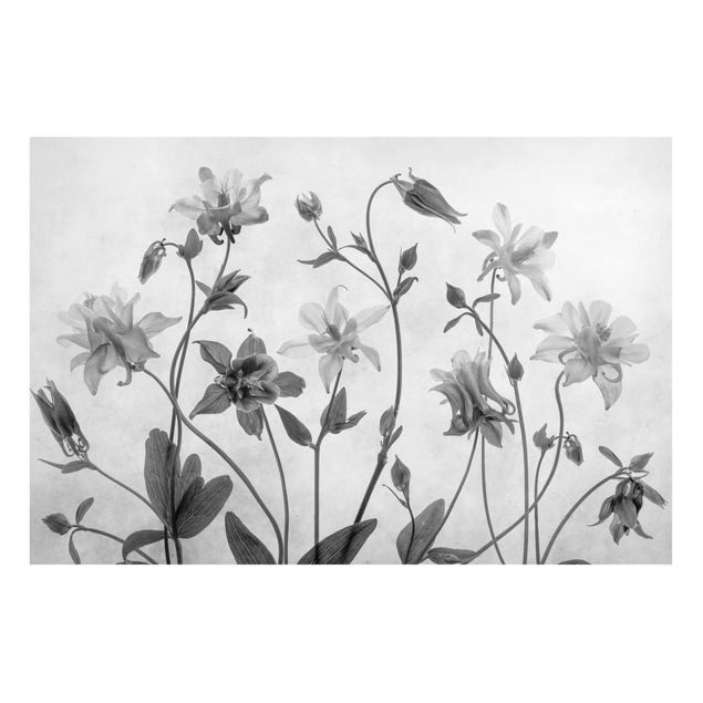 Magnet boards flower Forest Aquilegia Black And White
