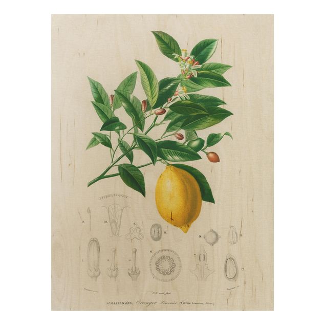Wood prints flower Botany Vintage Illustration Of Lemon