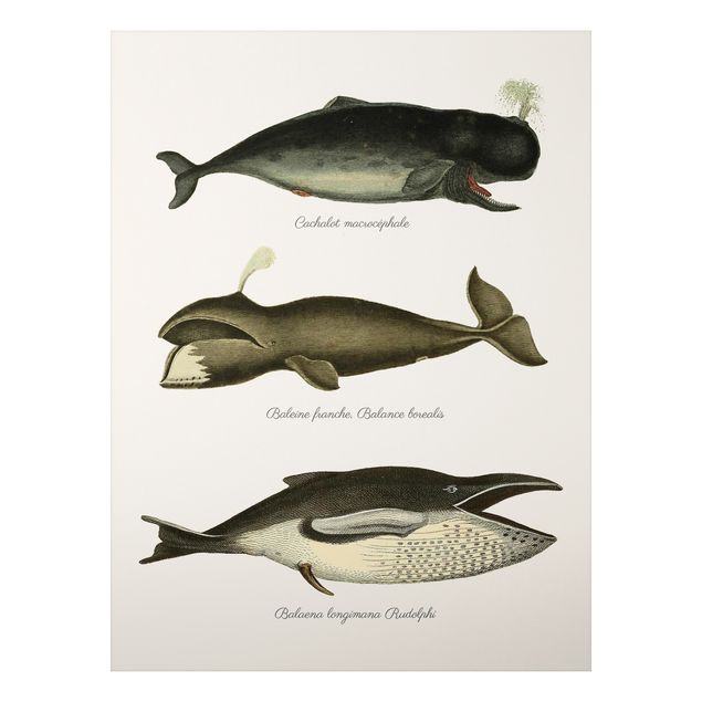 Prints fishes Three Vintage Whales