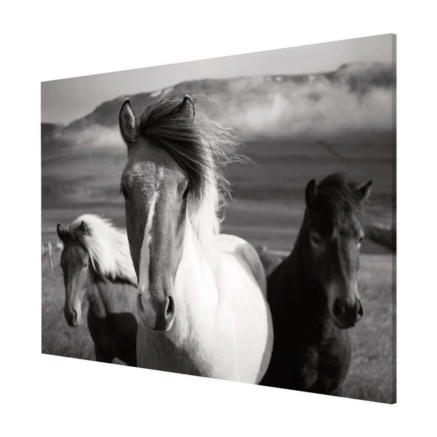 Magnet boards animals Wild Horses Black And White