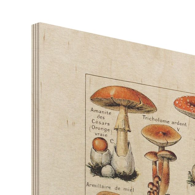 Prints on wood Vintage Board Mushrooms