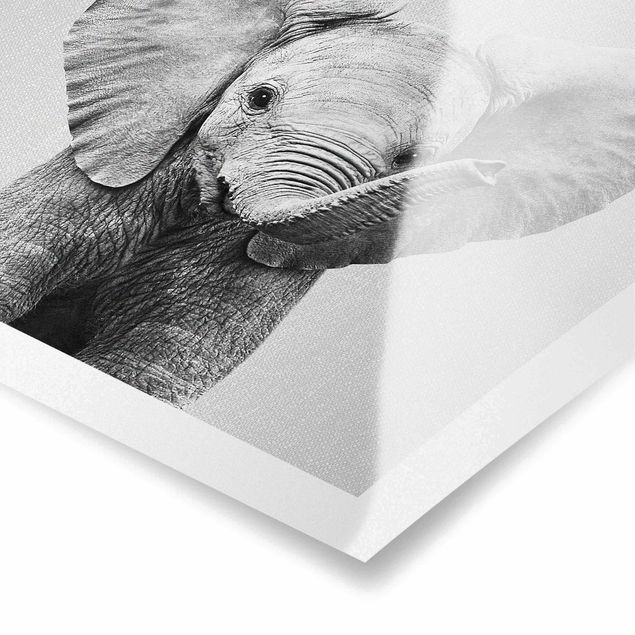 Prints black and white Baby Elephant Elsa Black And White