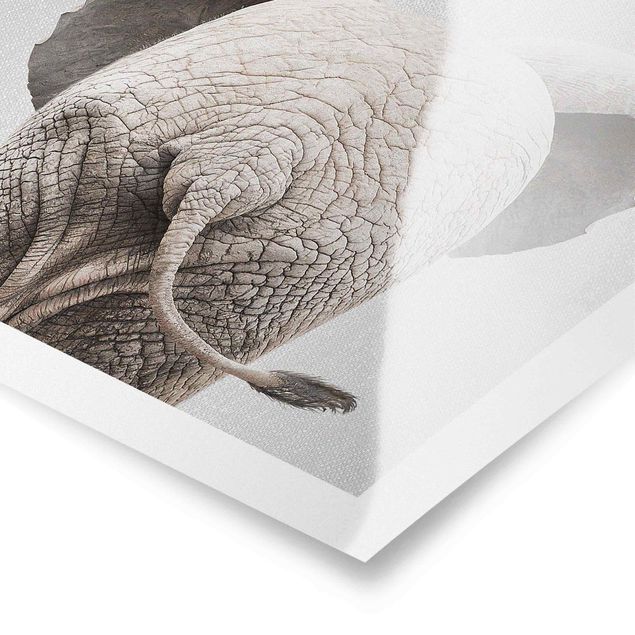 Prints black and white Baby Elephant From Behind