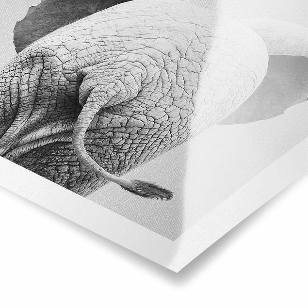 Prints black and white Baby Elephant From Behind Black And White