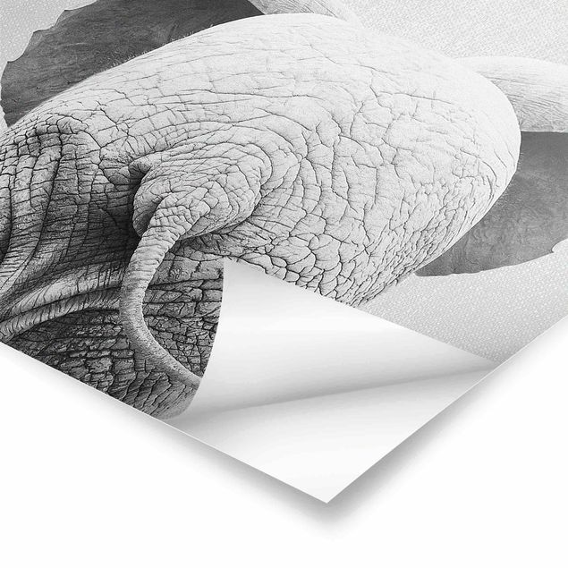 Gal Design Baby Elephant From Behind Black And White