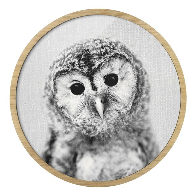 Black and white framed pictures Baby Owl Erika Black And White