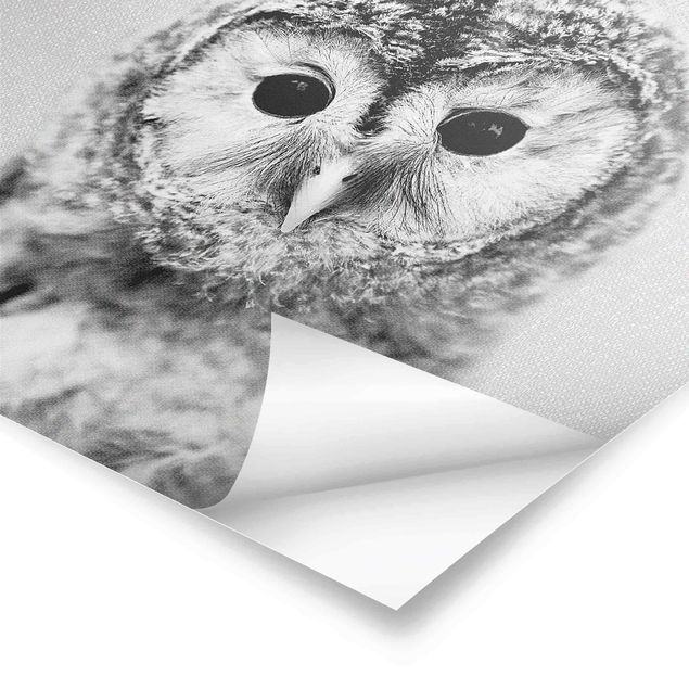 Prints Baby Owl Erika Black And White