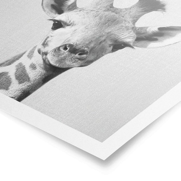Modern art prints Baby Giraffe Gandalf Black And White