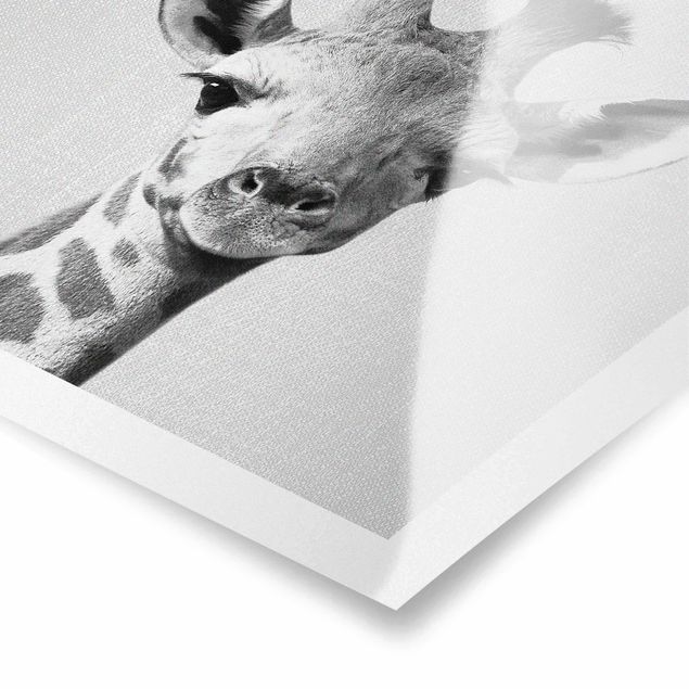 Prints black and white Baby Giraffe Gandalf Black And White