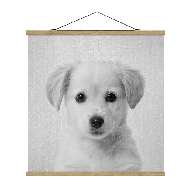 Black and white poster prints Baby Golden Retriever Gizmo Black And White