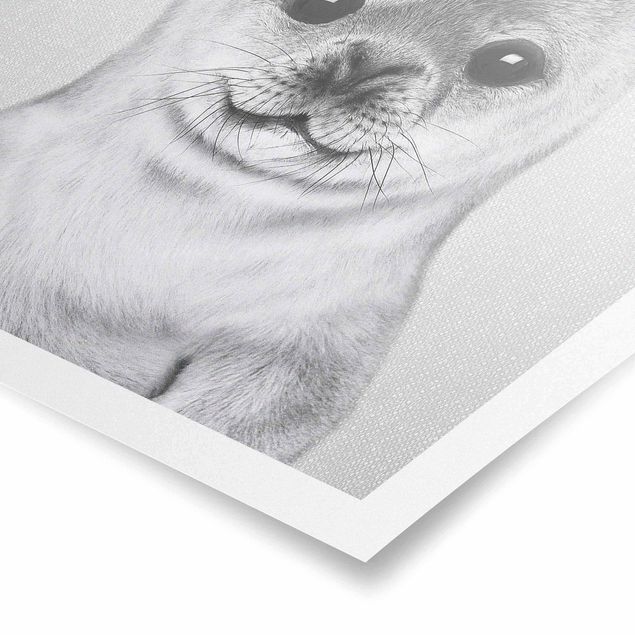Black and white art Baby Seal Ronny Black And White