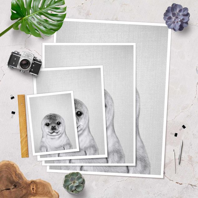 Poster print Baby Seal Ronny Black And White