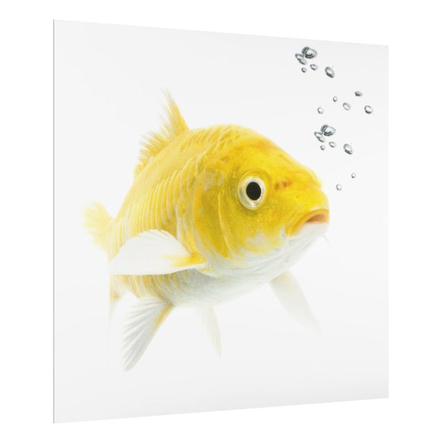 Glass splashbacks Goldfish Yellow