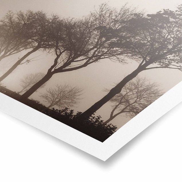 Posters landscape Tree Avanue In Morning Mist