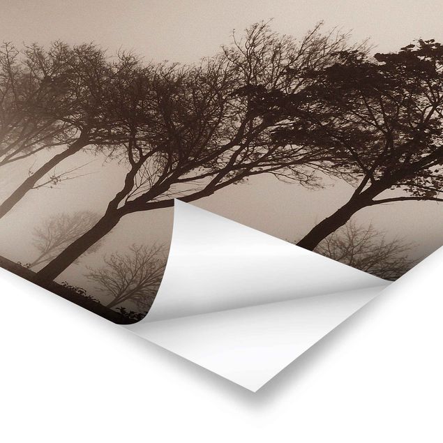 Prints brown Tree Avanue In Morning Mist