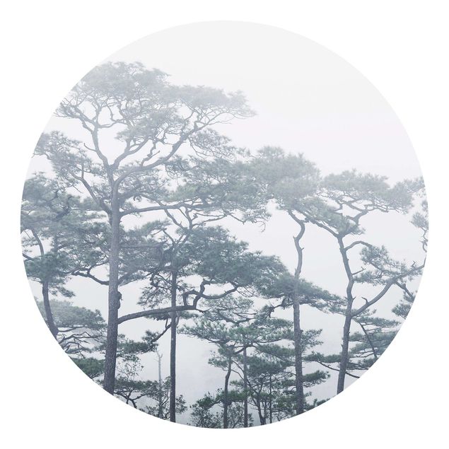 Wallpapers landscape Treetops In Fog