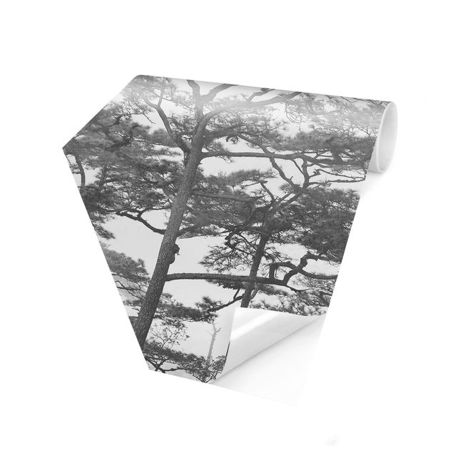 Self adhesive wallpapers Treetops In Fog Black And White