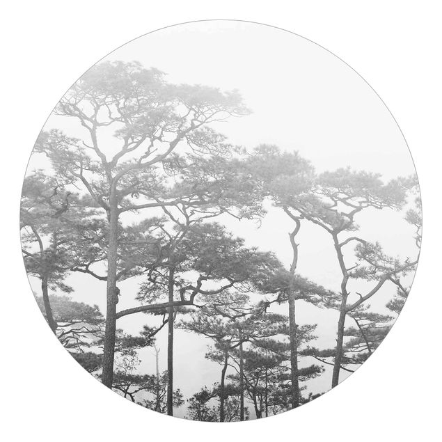 Wallpapers forest Treetops In Fog Black And White