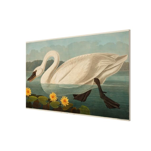 Prints vintage Vintage Board American Swan