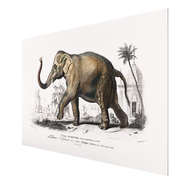 Prints landscape Vintage Board Elephant