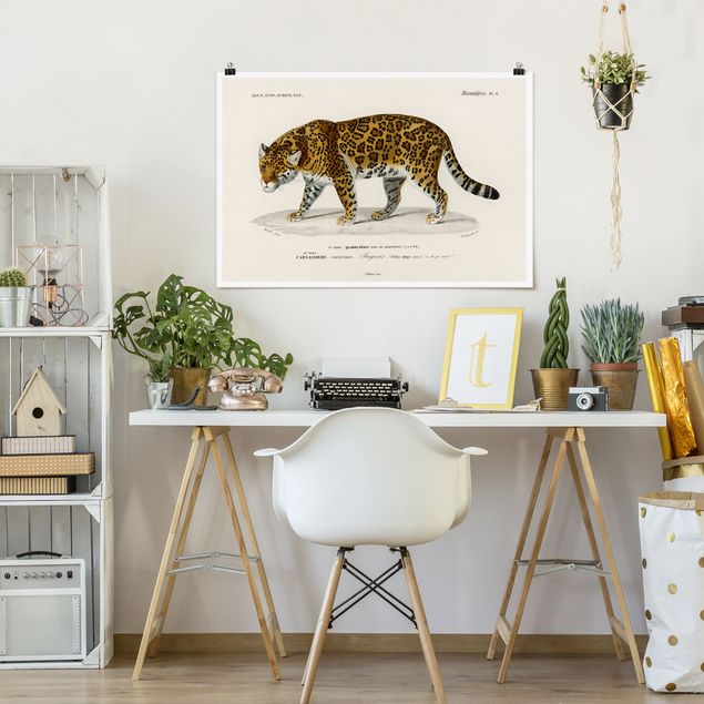 Cat print Vintage Board Jaguar