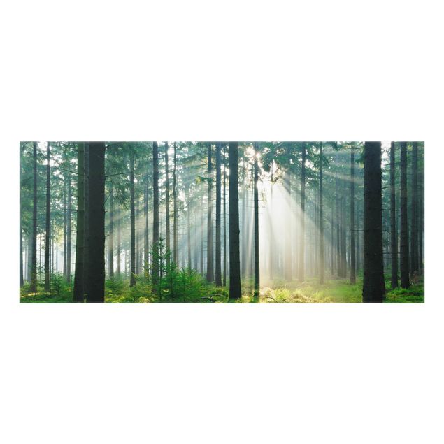 Glass Splashback - Enlightened Forest - Panoramic