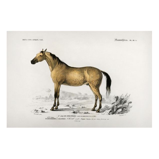 Horse canvas Vintage Board Horse