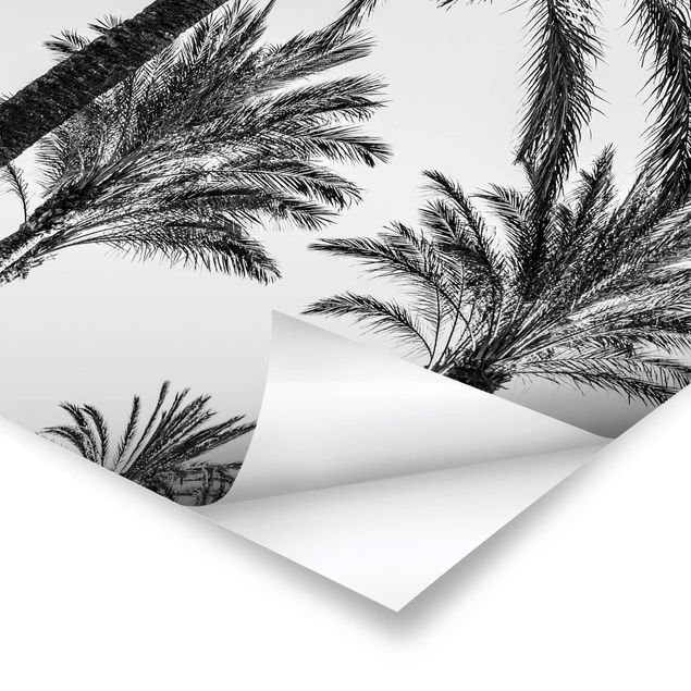 Uwe Merkel Palm Trees At Sunset Black And White