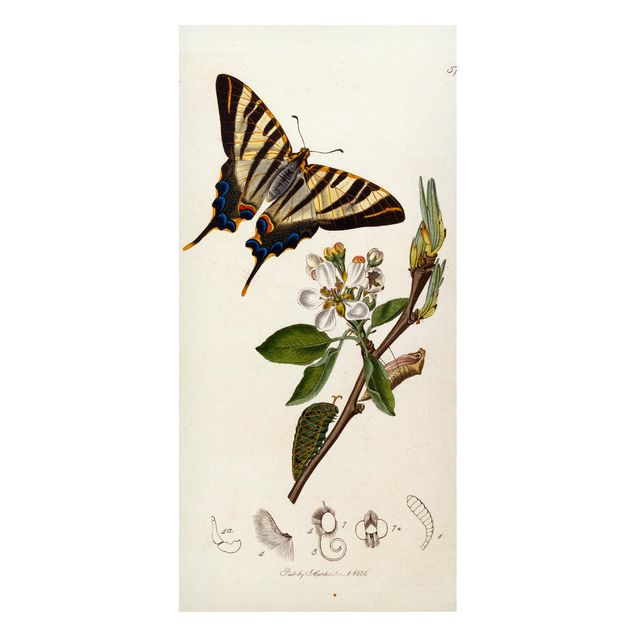 Art styles John Curtis - A Scarce Swallow-Tail Butterfly