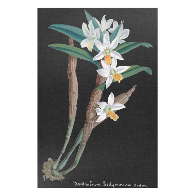 Orchid canvas White Orchid On Linen I