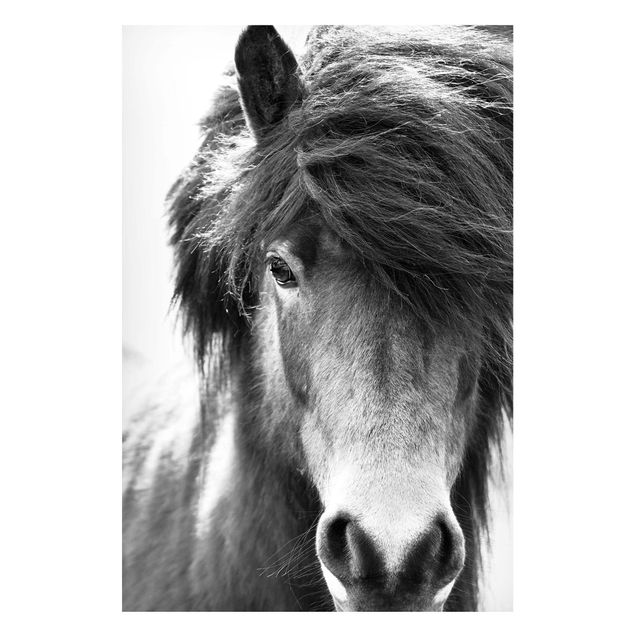 Horse canvas Icelandic Horse In Black And White