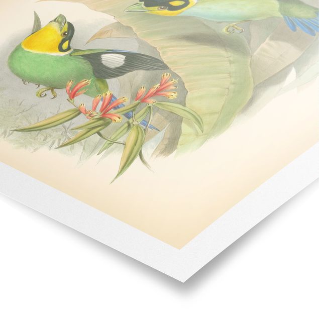 Prints green Vintage Illustration Tropical Birds