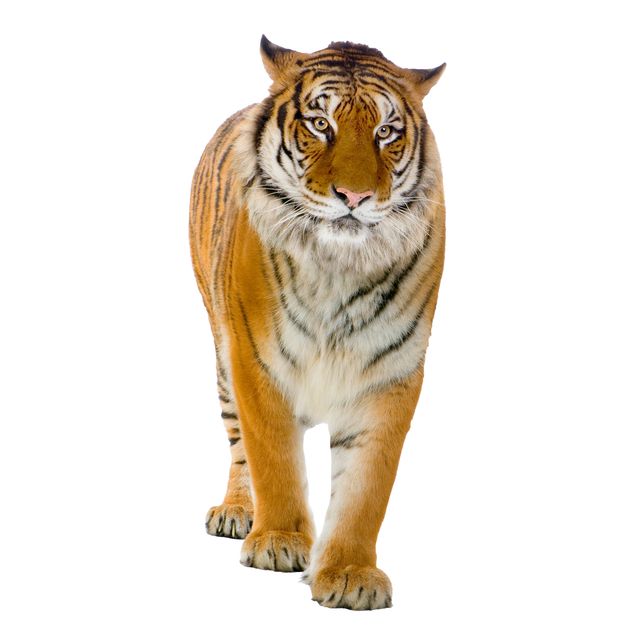 Window stickers animals Banyan tiger