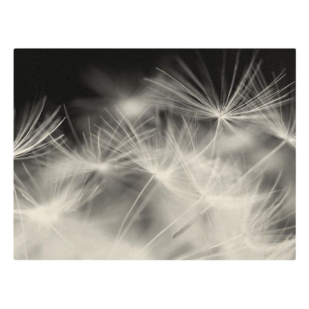 Black and white canvas art Moving Dandelions Close Up On Black Background